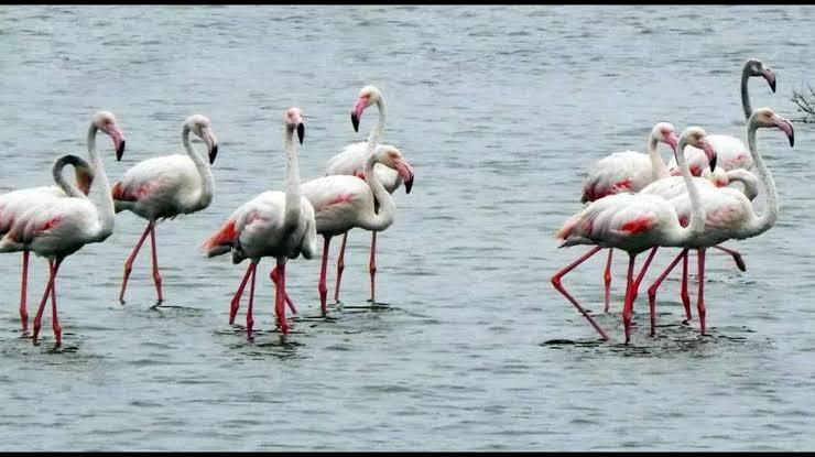 TN notifies Greater Flamingo sanctuary at Dhanushkodi