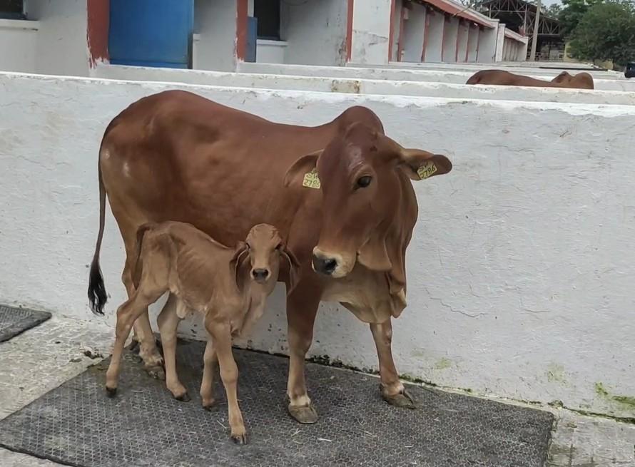 NDRI achieves success in producing Gir breed calf, using IVF technology