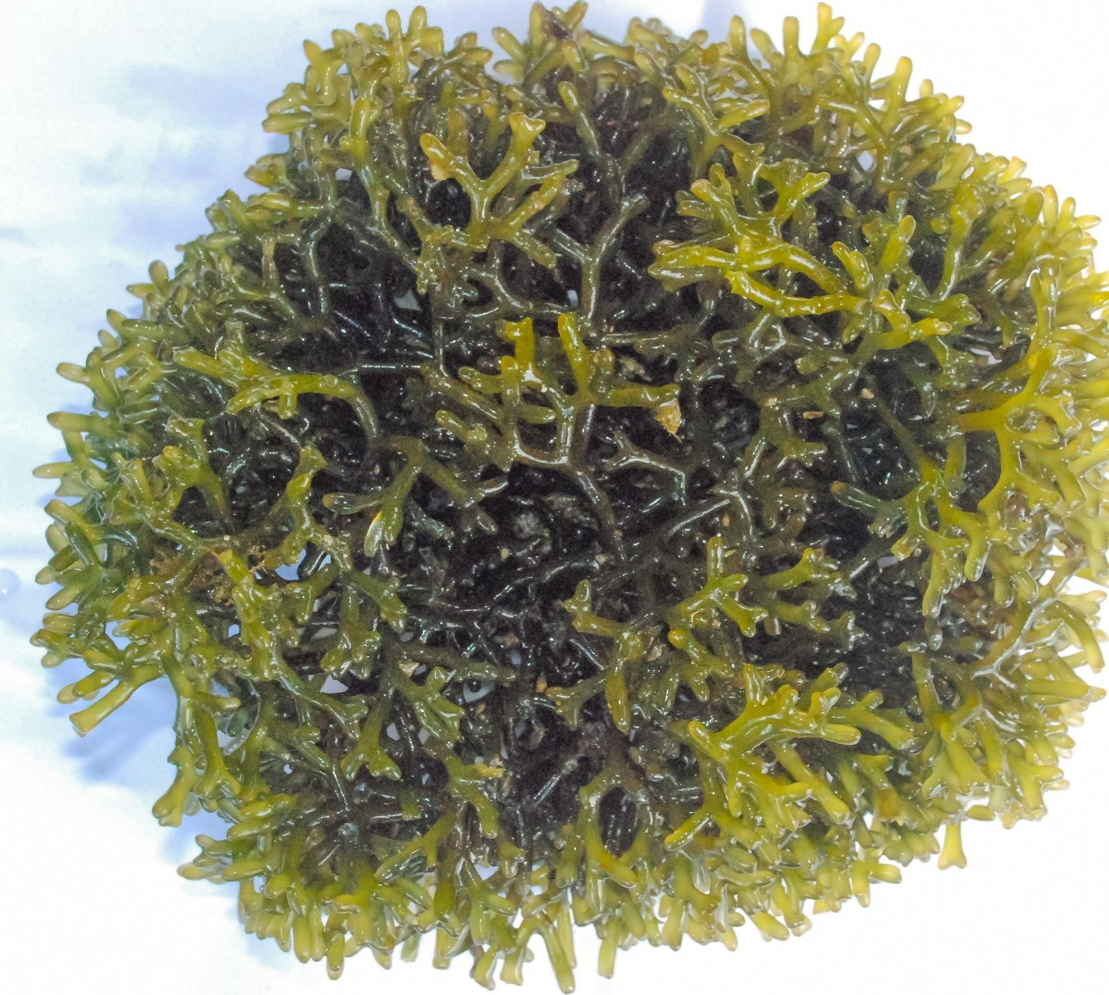Global Expo to chart India’s ‘Seaweed 2030’ growth vision