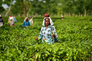 India's tea exports rise 2.85 per cent to cross 257 million kg in 2024-25