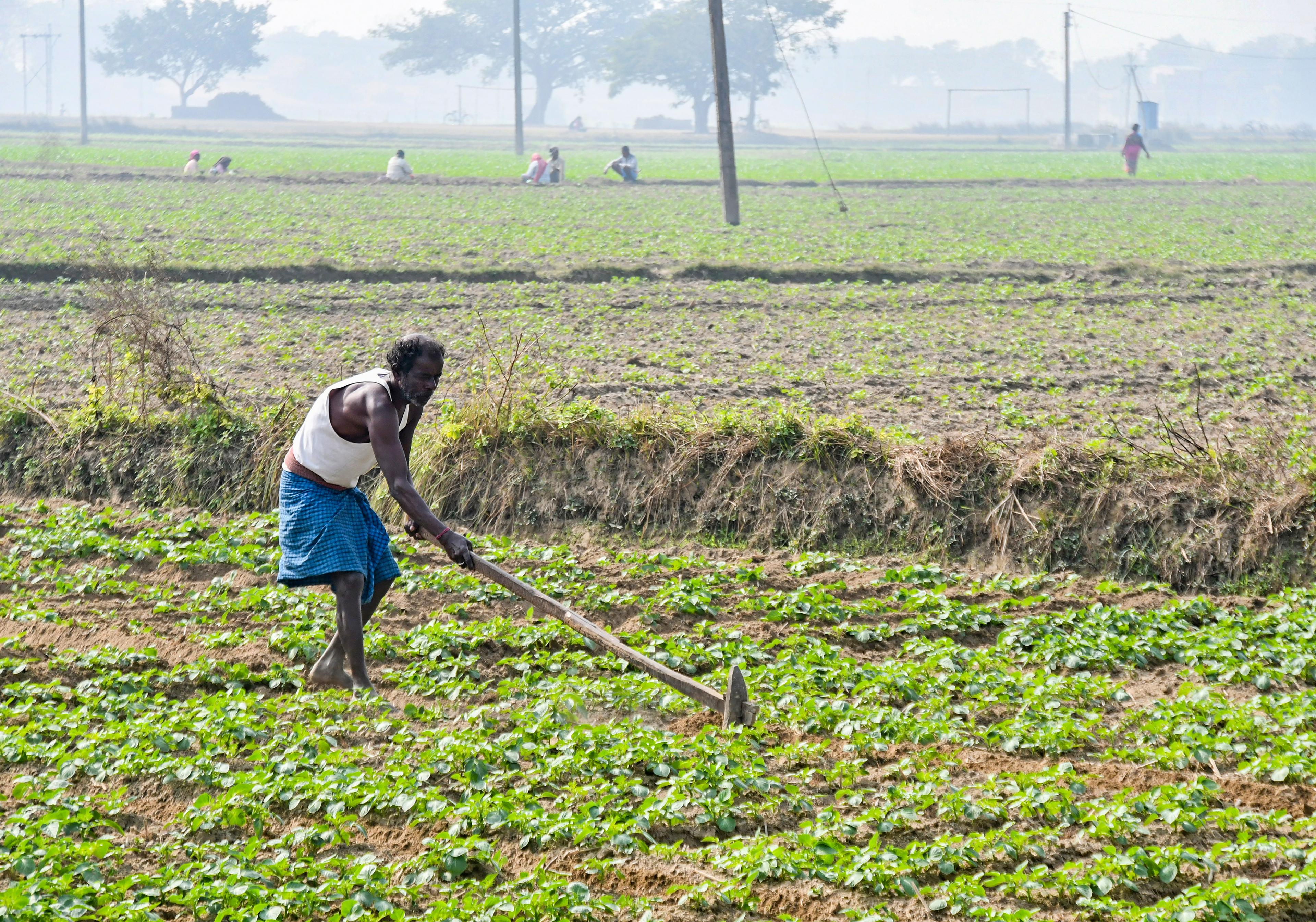 Centre to spend Rs 37,952 crore on fertiliser subsidy for farmers in current rabi season