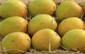 TN‘s Dindigul mango farmers hit by price crash, seek govt intervention