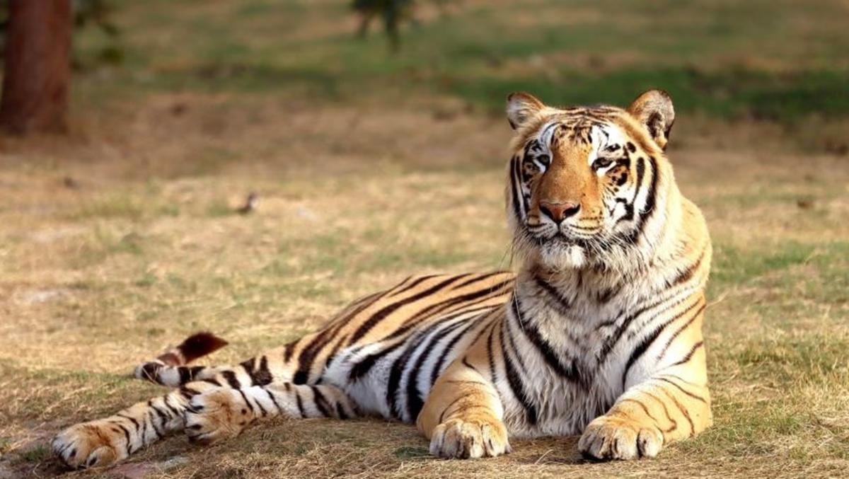 Odisha's Similipal Tiger Reserve
