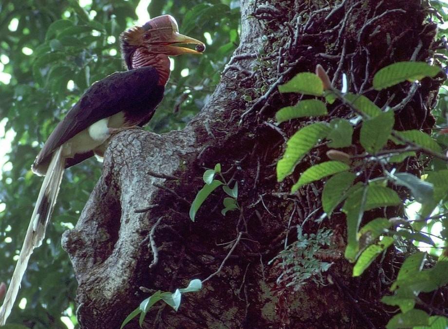 Over 500 bird species face extinction risk in the next 100 years: Study