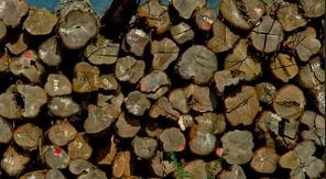 Myanmar seizes over 66.6 tonnes of illegal timbers, arrests 29 offenders