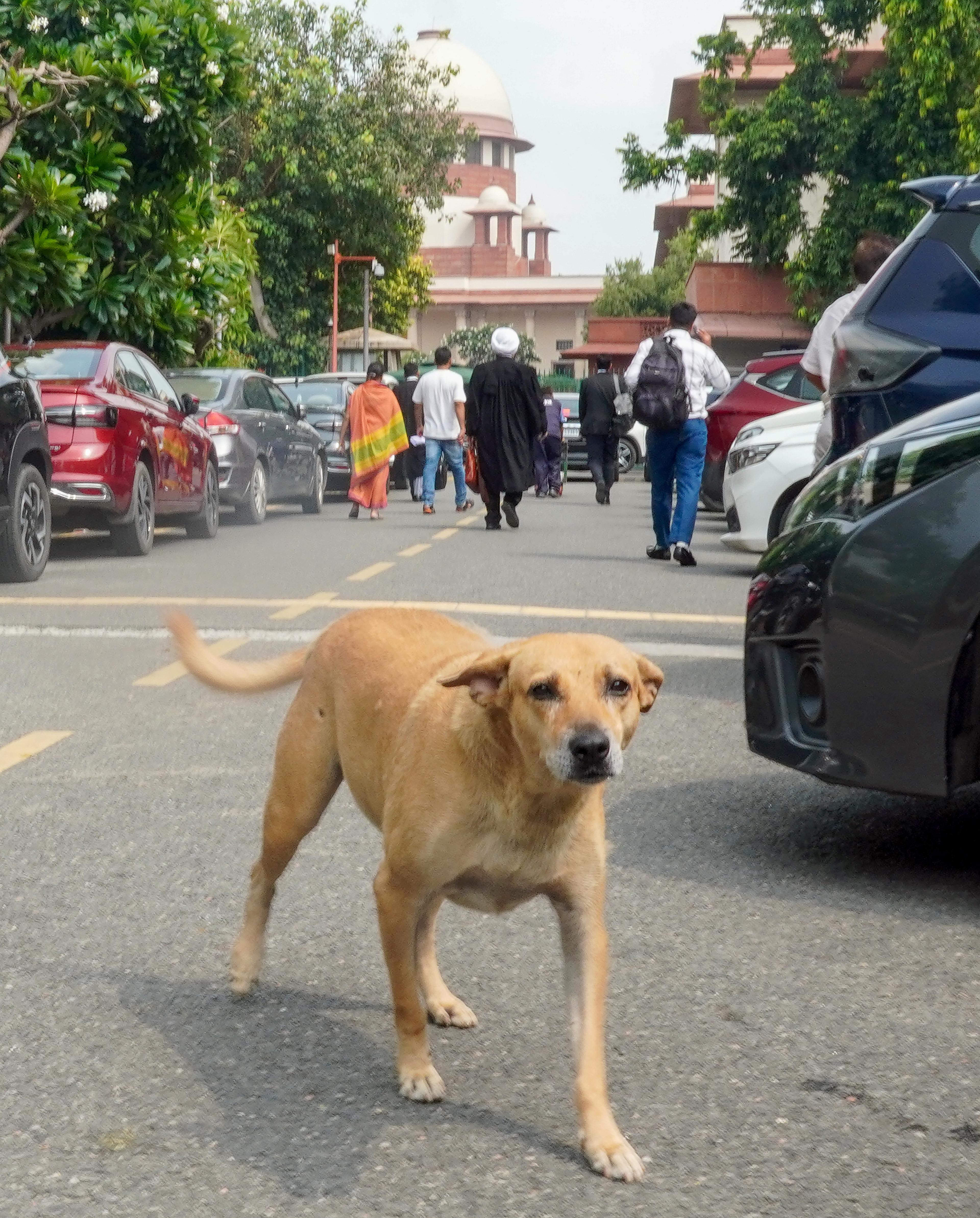 Noida Authority prepares special plan for street dogs following SC order