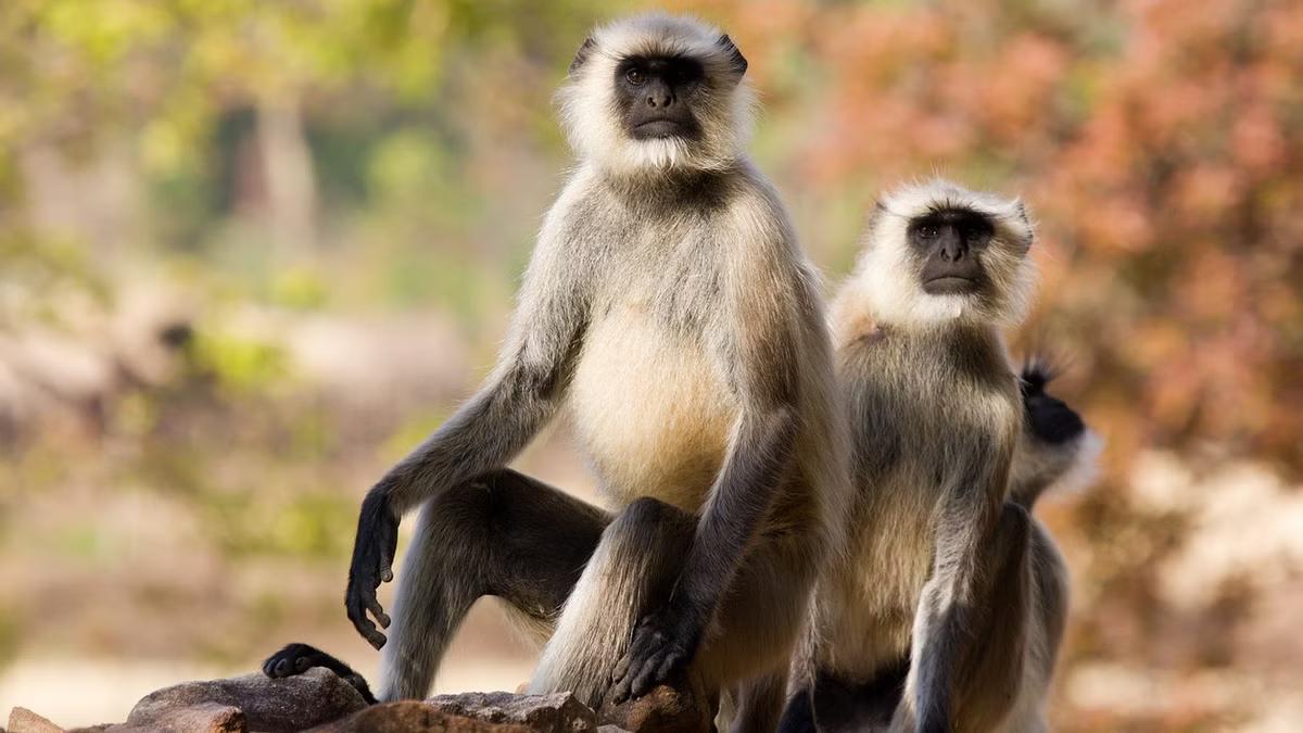 langurs escape from Kerala Zoo