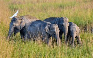 Elephants trample two to death in MP's Shahdol district