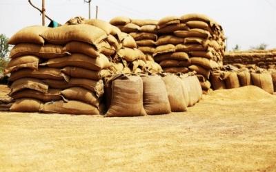 Centre okays 25 lakh metric tonnes wheat exports, 5 LMT of sugar exports