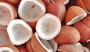 Cabinet okays MSP for copra for 2026 season to incentivise farmers, meet demand