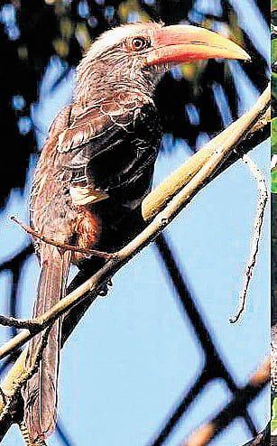 TN to conduct hornbill population survey in key forests including tiger reserves