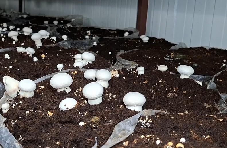 In J&K’s Udhampur, farmers reap good dividends from mushroom cultivation