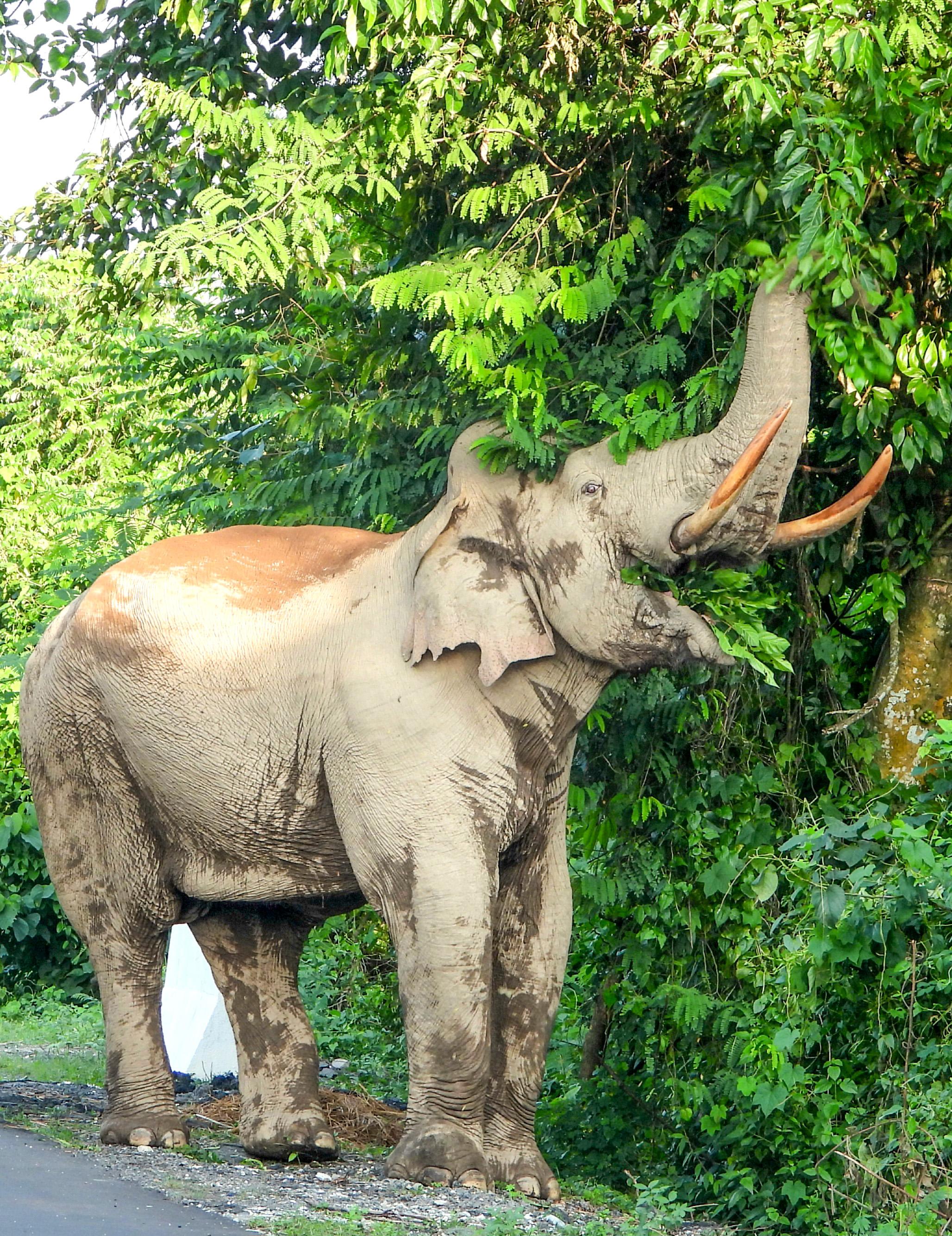 Forest official conducting Tiger census trampled to death in Kerala