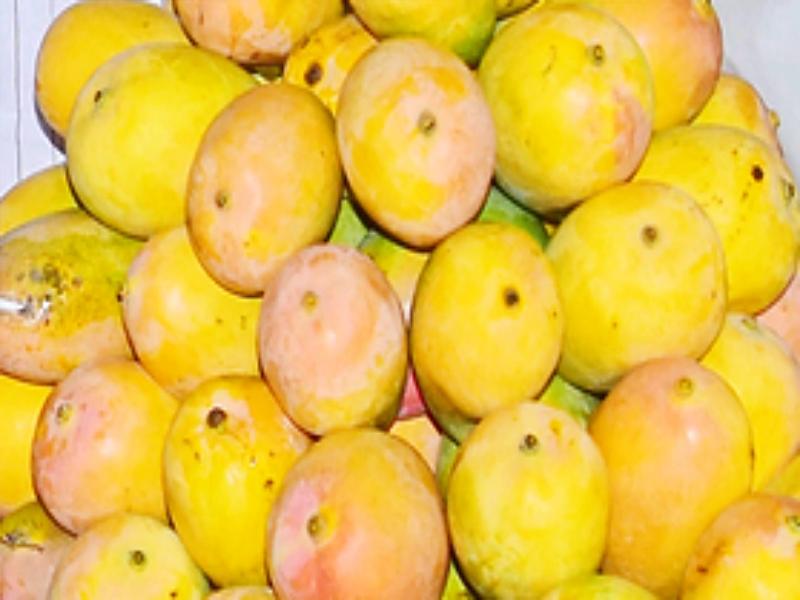 Centre announces compensation for K'taka mango farmers; Union Minister Joshi thanks PM Modi