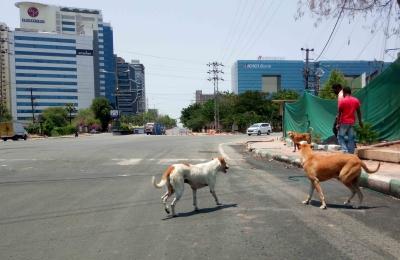 Supreme Court orders immediate removal of stray dogs from Delhi-NCR streets