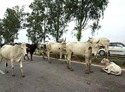 MP: Group of cows killed after being mowed by moving train in Bhind