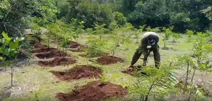 UP to develop thematic forests across state from July 18