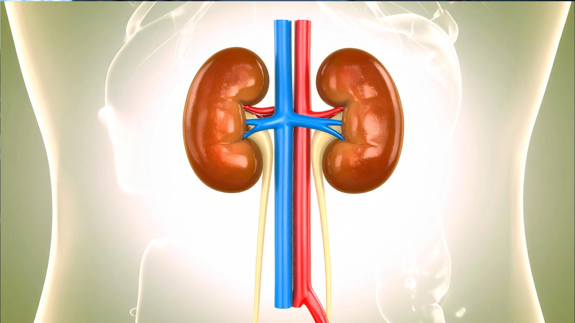Scientists find biological signals to predict course of chronic kidney disease