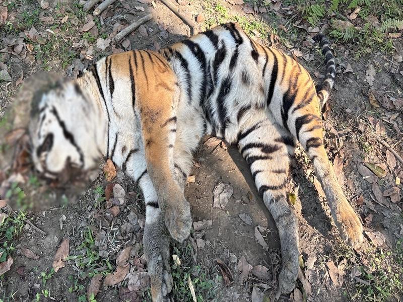 Second tiger carcass found in Kaziranga National Park within five days