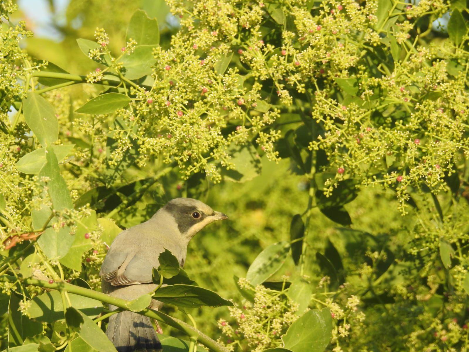Gujarat: Grey Hypocolius attract global birdwatchers to Chhari-Dhandh