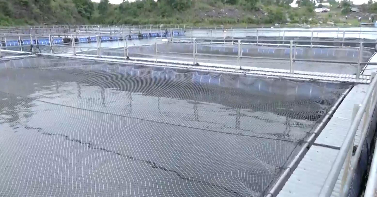 Abandoned coal mines in Jharkhand turn into thriving fish farms, thanks to PMMSY