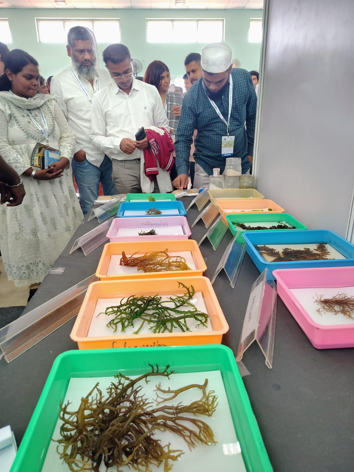 Seaweed output triples in a decade as India targets scale-up in cultivation and processing
