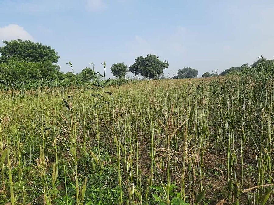Continuous rainfall damages maize crops in TN's Veppanthattai; farmers seek compensation