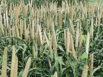 Area sown under rabi crop crosses 634 lakh hectares
