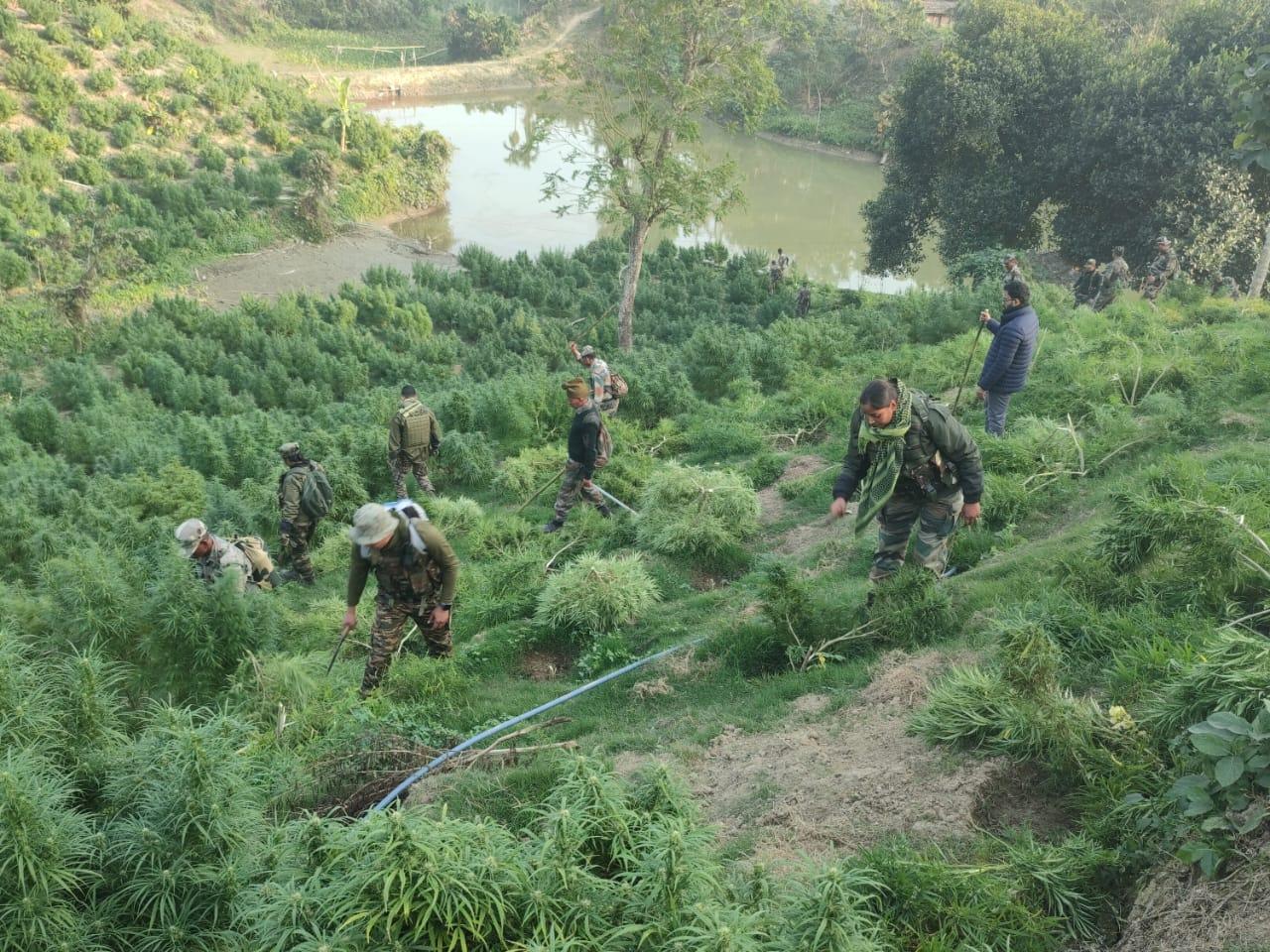 Over 30 lakh ganja plants worth Rs 145 crore destroyed in Tripura in 10 days