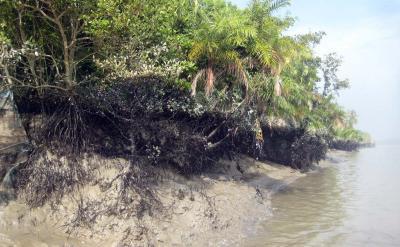 TN to map Blue Carbon ecosystems using drones, AI