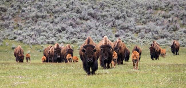 US bill seeks to expand tribal buffalo herds