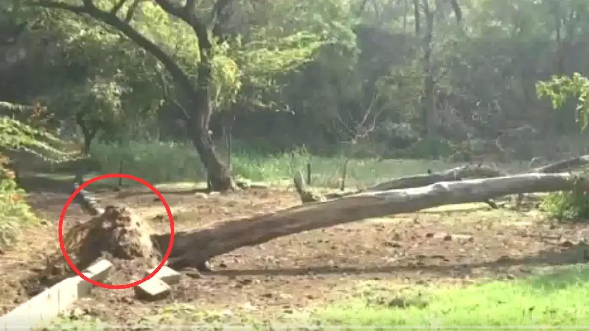 Quake Uproots Tree at Delhi