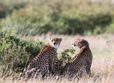 Cheetah from Kuno National Park reaches Rajasthan village, triggers panic