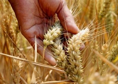 Centre’s wheat procurement at MSP rises to three-year high