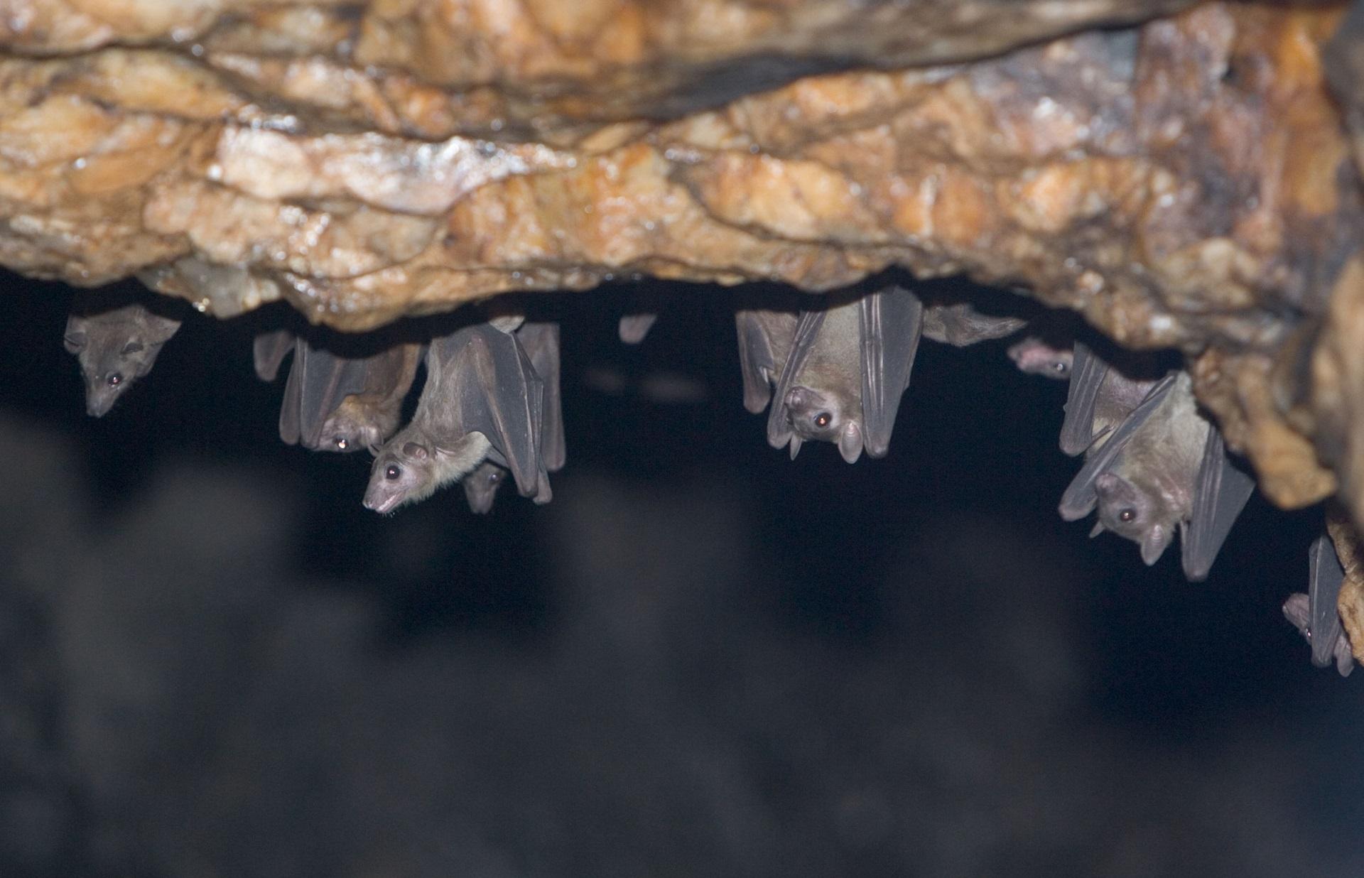 Scientists detect new Covid-like virus from moustached bats in Brazil