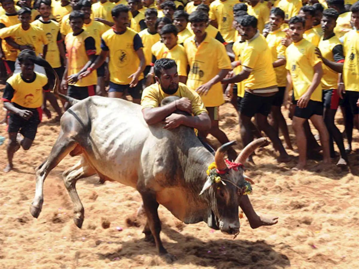 TN bull owners seek reforms in Jallikattu approval, token process