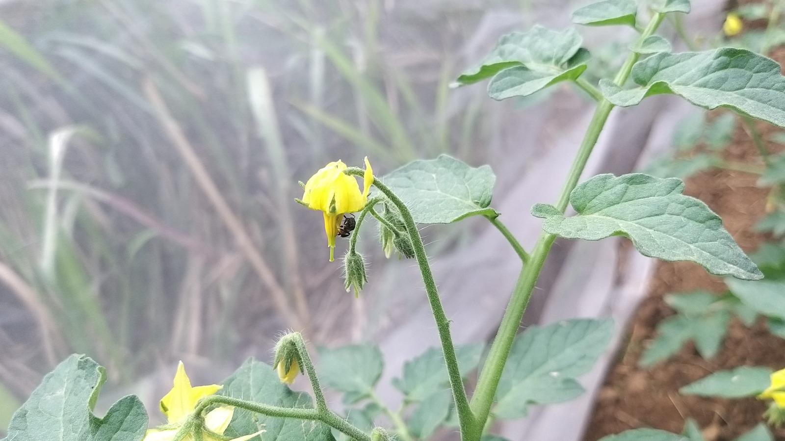 Stingless bee species found by Nagaland University researchers may boost crop yield, quality