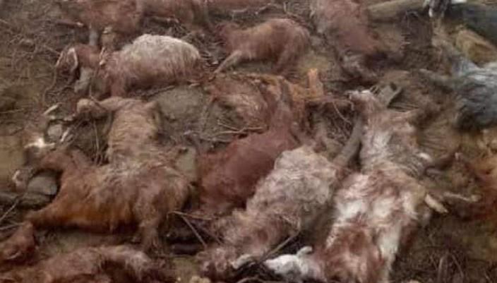 J&K: Lightning kills over 100 sheep & goats in Rajouri
