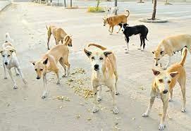 Chennai corporation to launch vaccination, sterilisation drive for stray dogs after five year gap