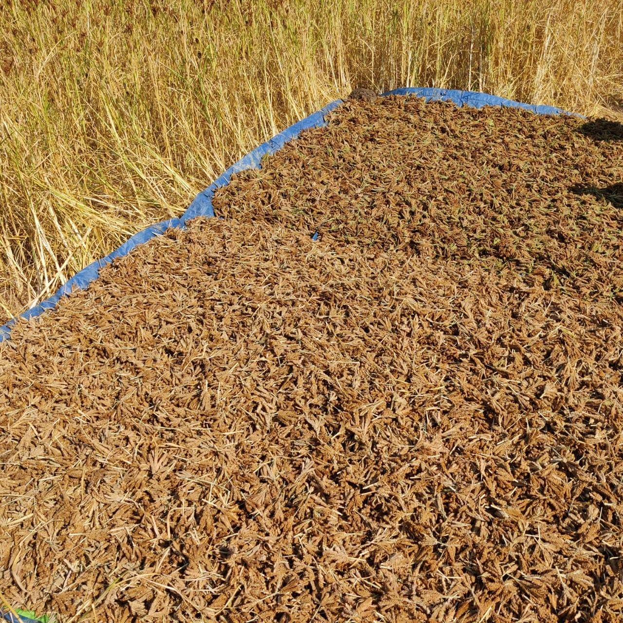 India’s millet standard gains recognition at global meet in Rome