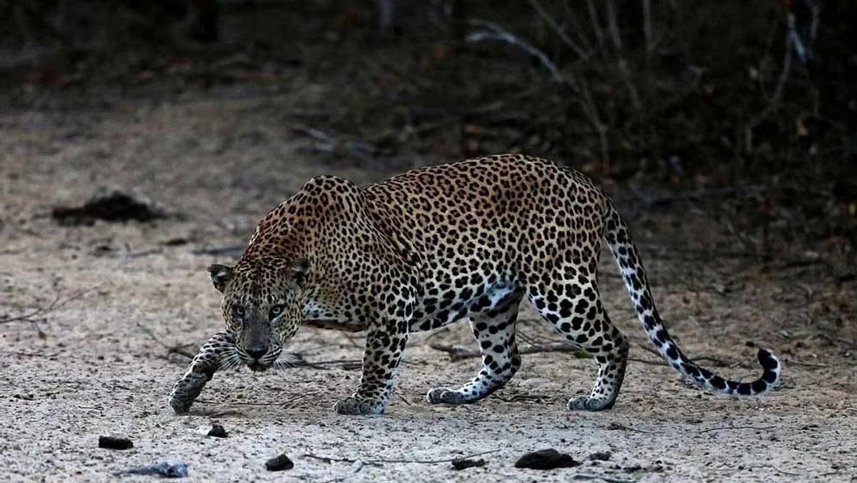 Woman injured in leopard