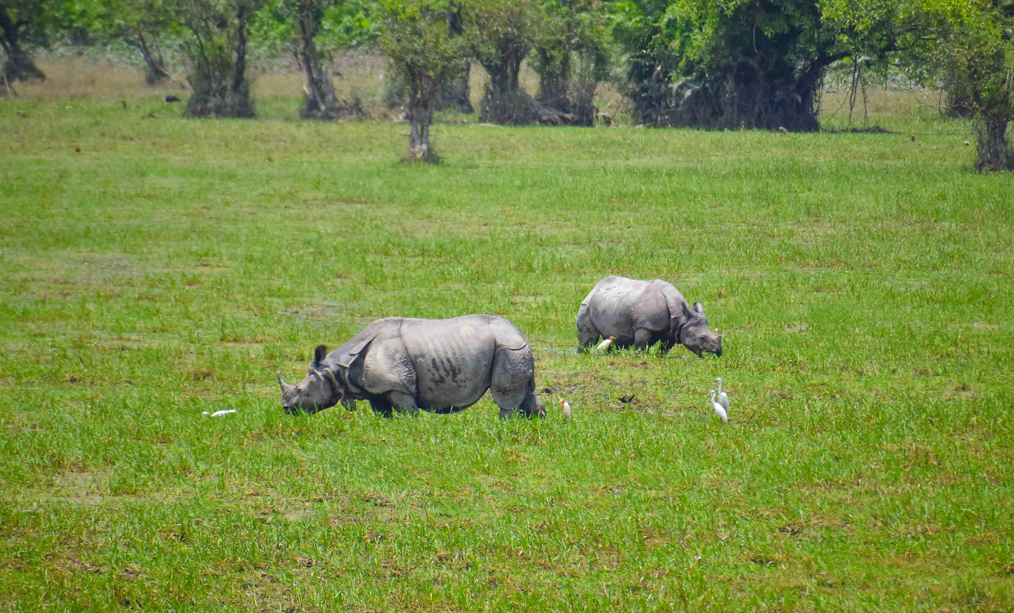 MP to get 50 wild water buffaloes, rhinos and cobras from Assam in exchange for tigers, crocs