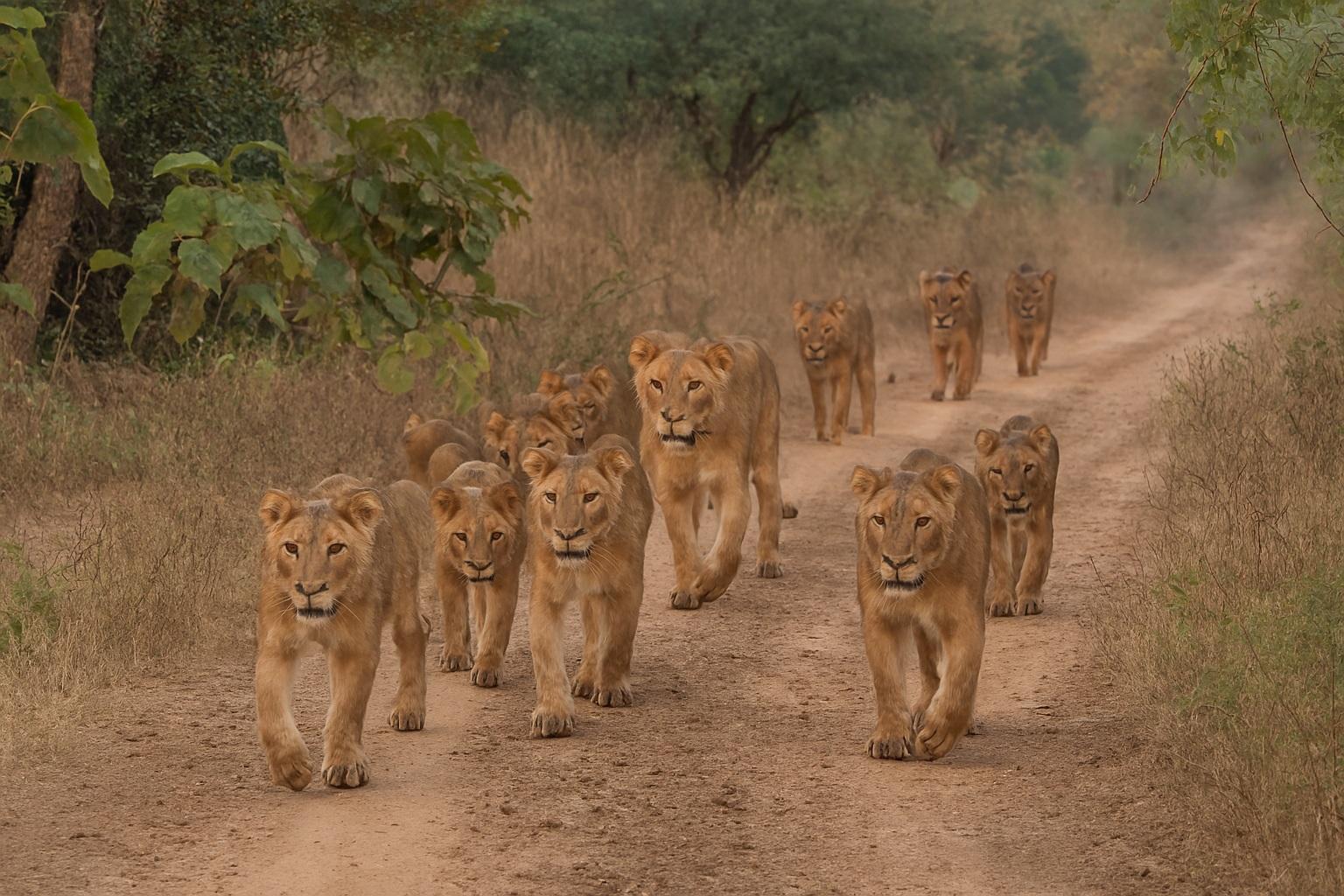 World Lion Day 2025 to be celebrated in Gujarat sanctuary tomorrow