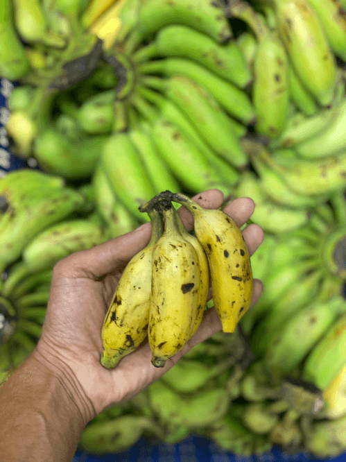 60 pc of banana growing areas hit by climate change globally; calls for more support to farmers