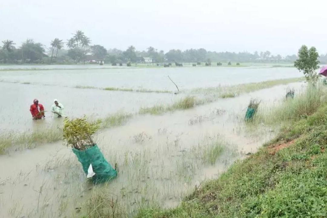 TN BJP, NTK urge Stalin govt to provide immediate relief to flood-hit delta farmers