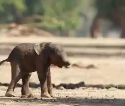 Animal welfare groups oppose baby elephant’s transfer from Uttarkhand to Tirunelveli temple