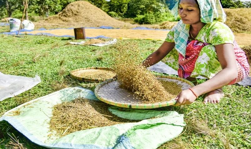 Wheat procurement in MP: Month-long Farmers’ registration at MSP from Feb 7