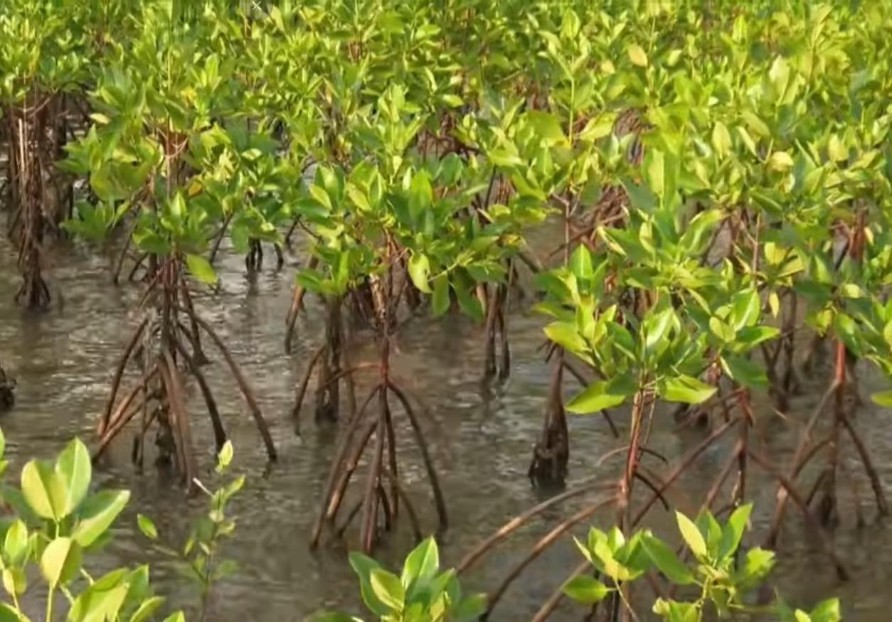 PM Modi spotlights Kutch mangrove revival in Mann Ki Baat, urges nationwide tree planting