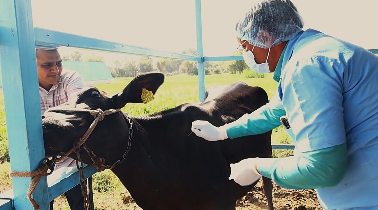 Gujarat cuts spread of foot and mouth disease to 3 pc as vaccination drive boosts herd immunity