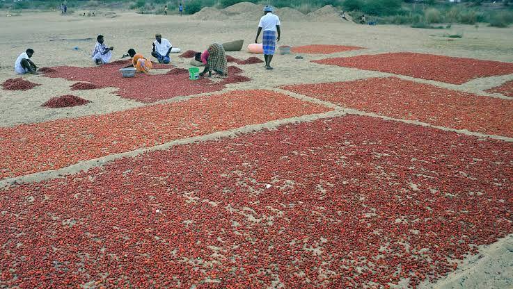 Chilli prices soar in TN's Ramanathapuram as crop losses hit arrivals